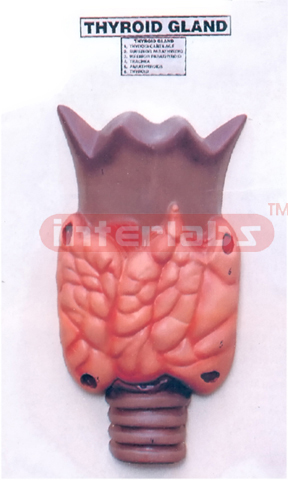 THYROID GLAND